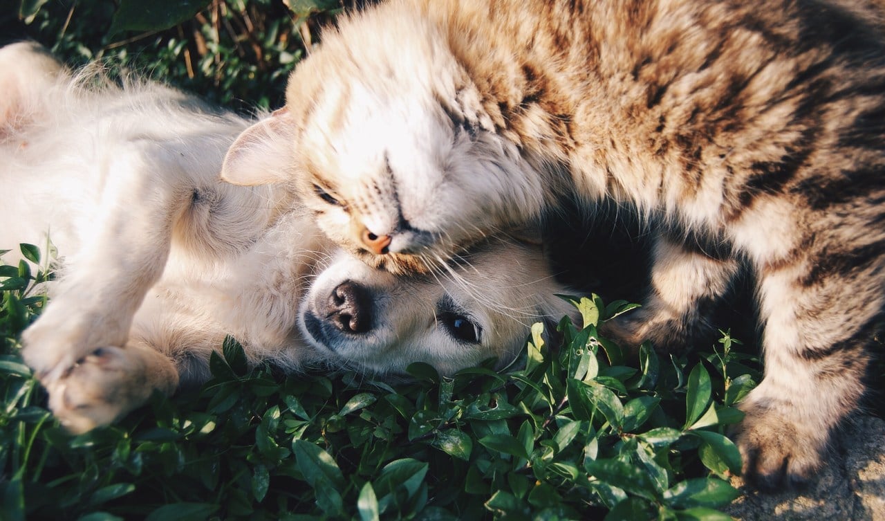 birbirine sevgi gösteren bir kedi ve köpek