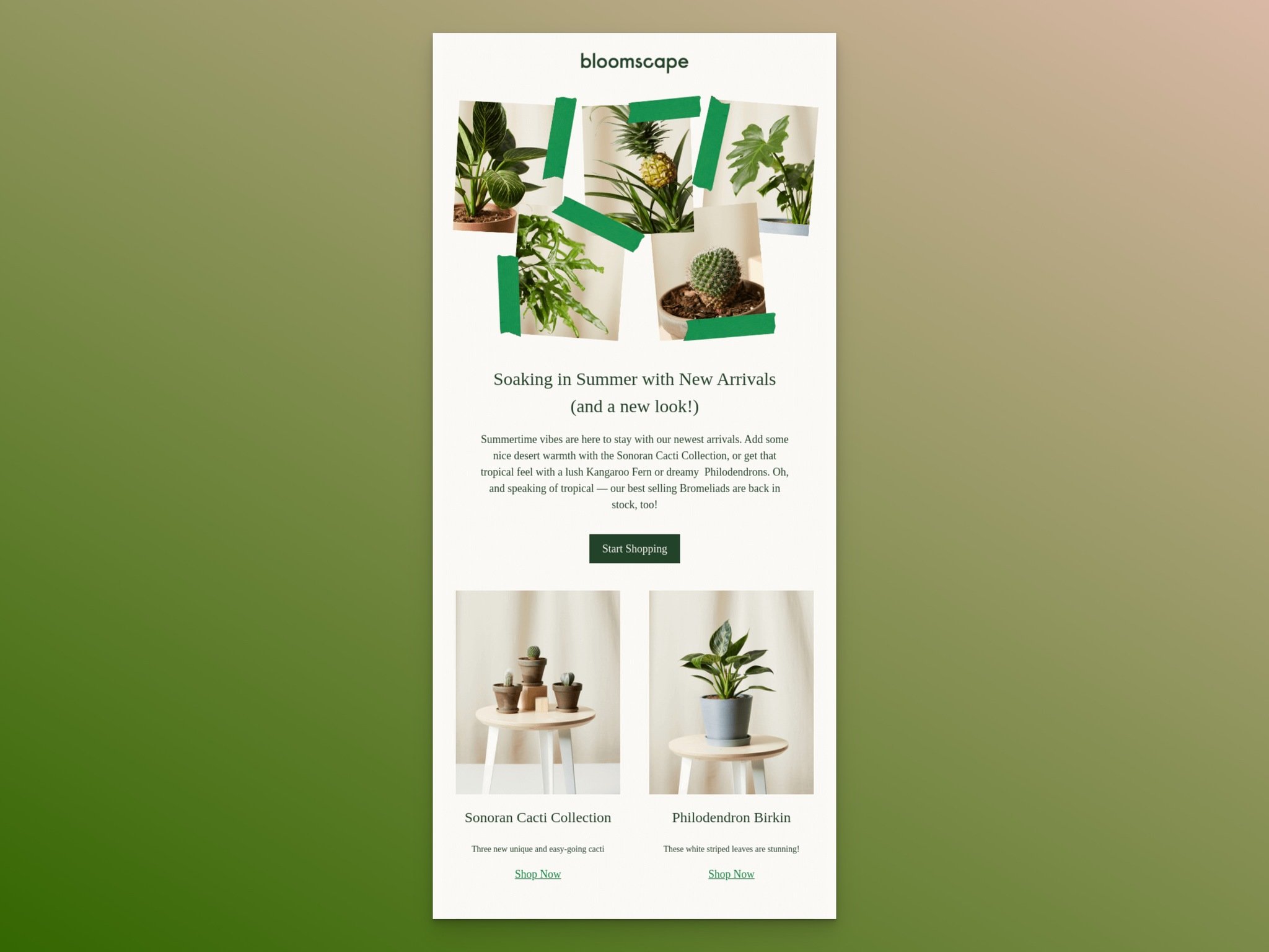 Bloomscape'in yeni ürün duyuru emailinden bir ekran görüntüsü