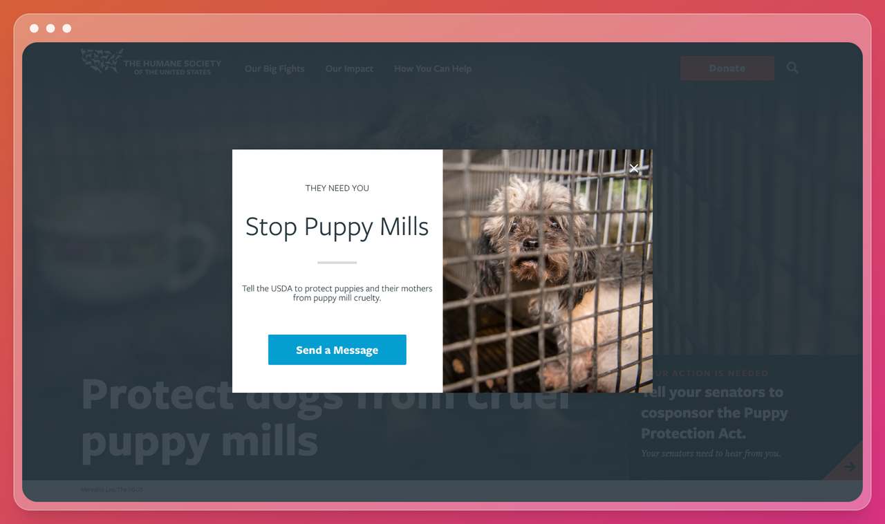 The Humane Society of the United States web sitesinden üzgün bir yavrunun kafeste olduğu ve ziyaretçilerden yavru değirmenleri durdurmalarına yardımcı olmalarını ve USDA'dan yavruları korumasını istemelerini rica eden kısa ve öz bir eylem çağrısı ile ilgili bir pop-up ekran görüntüsü